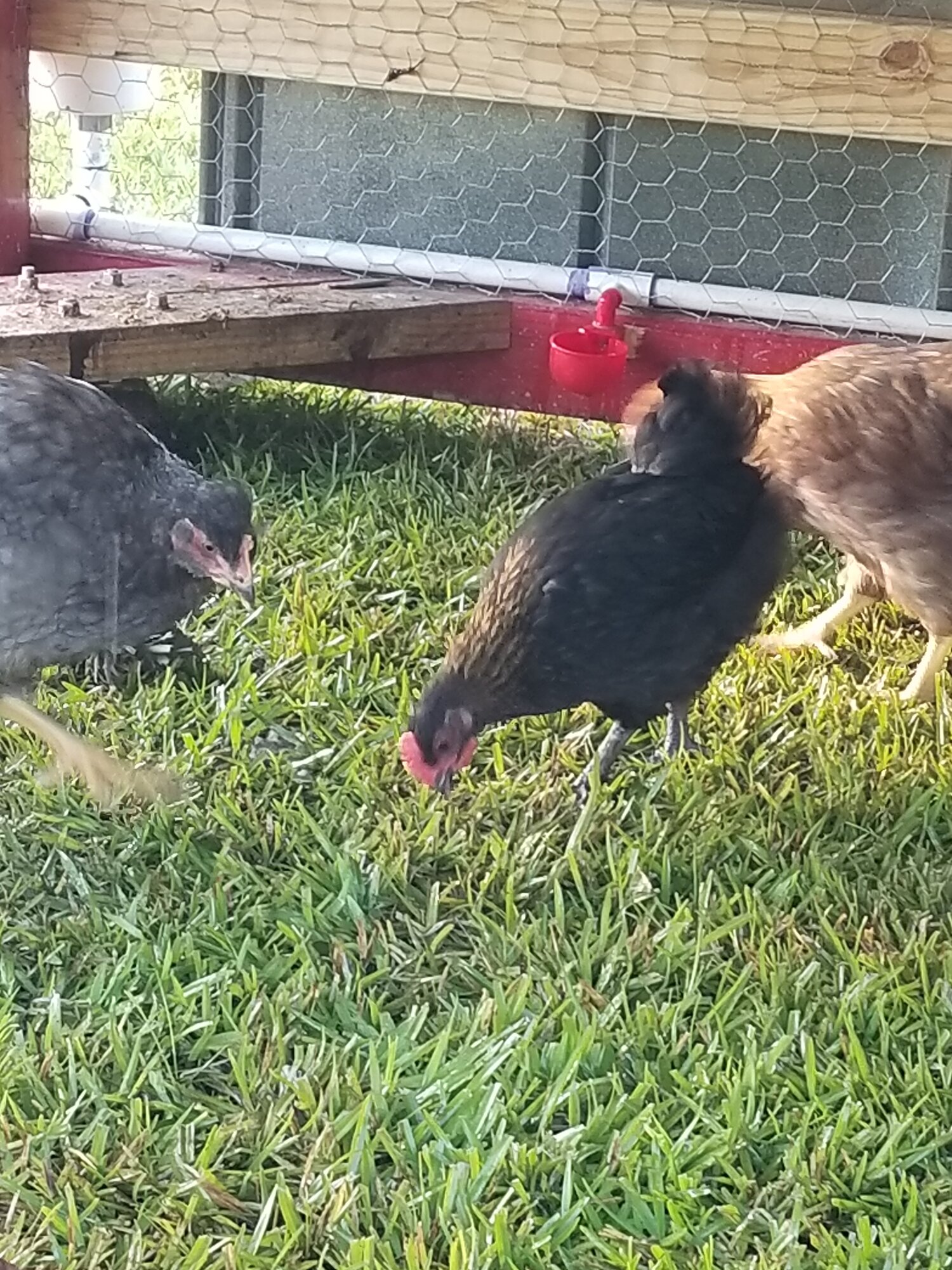 Meat bird tractor BackYard Chickens Learn How to Raise Chickens