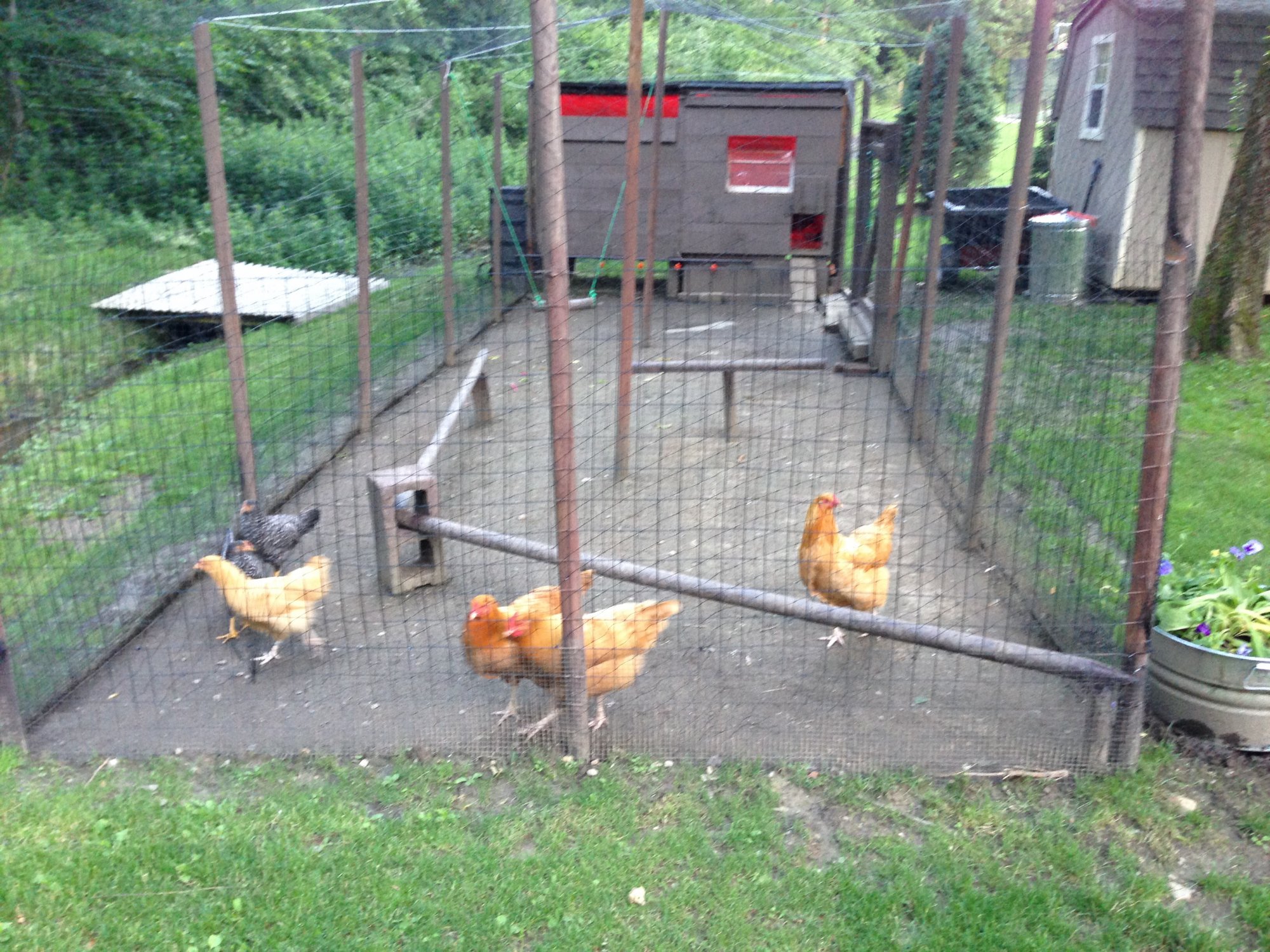 Medium coop 4’ x 8’ Connecticut BackYard Chickens Learn How to
