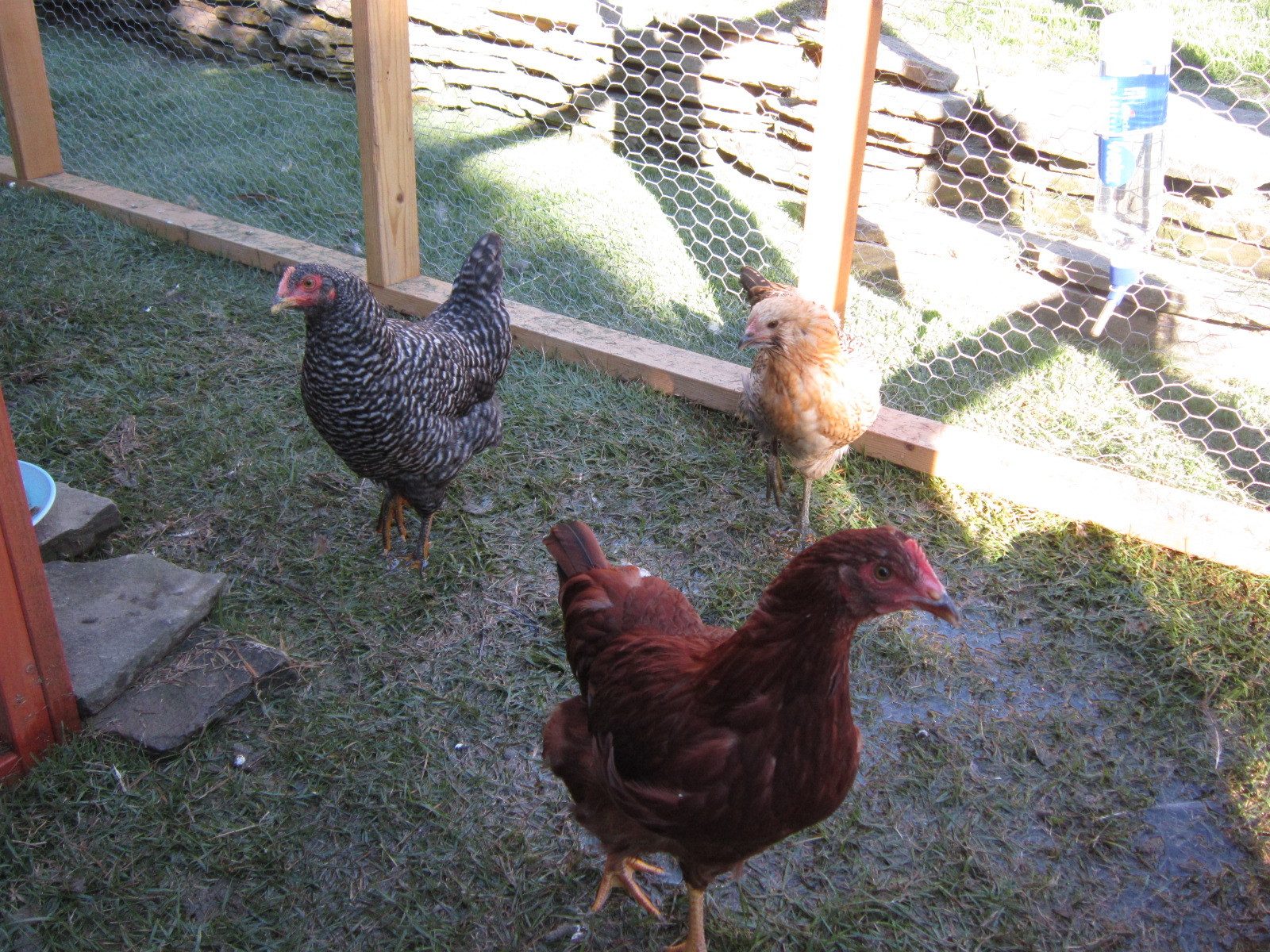 Monitoring the temperature and humidity in the girls coop BackYard