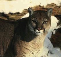 MountainLion.jpg