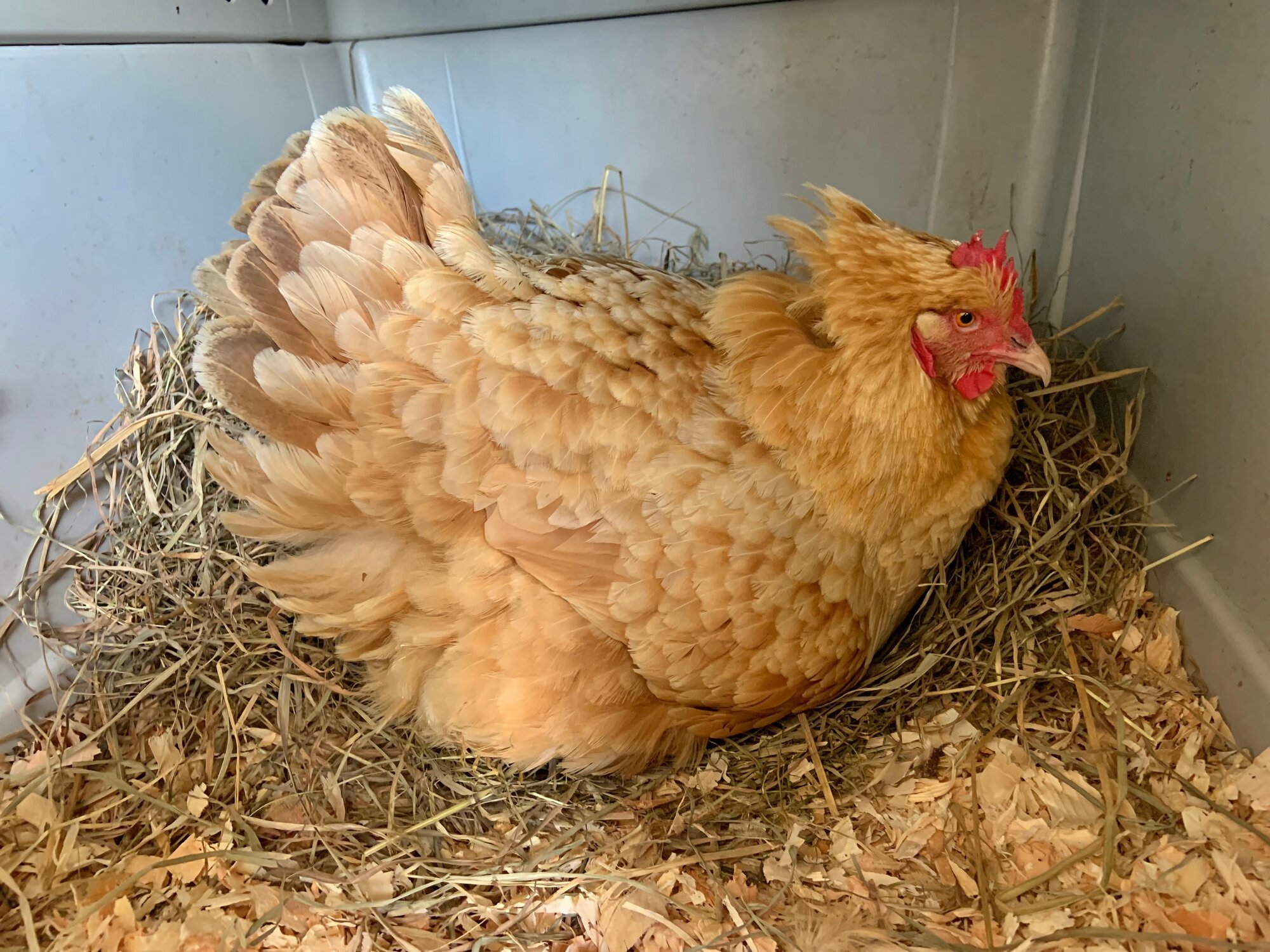 How to Separate Fighting Roosters Safely - My Favorite Chicken