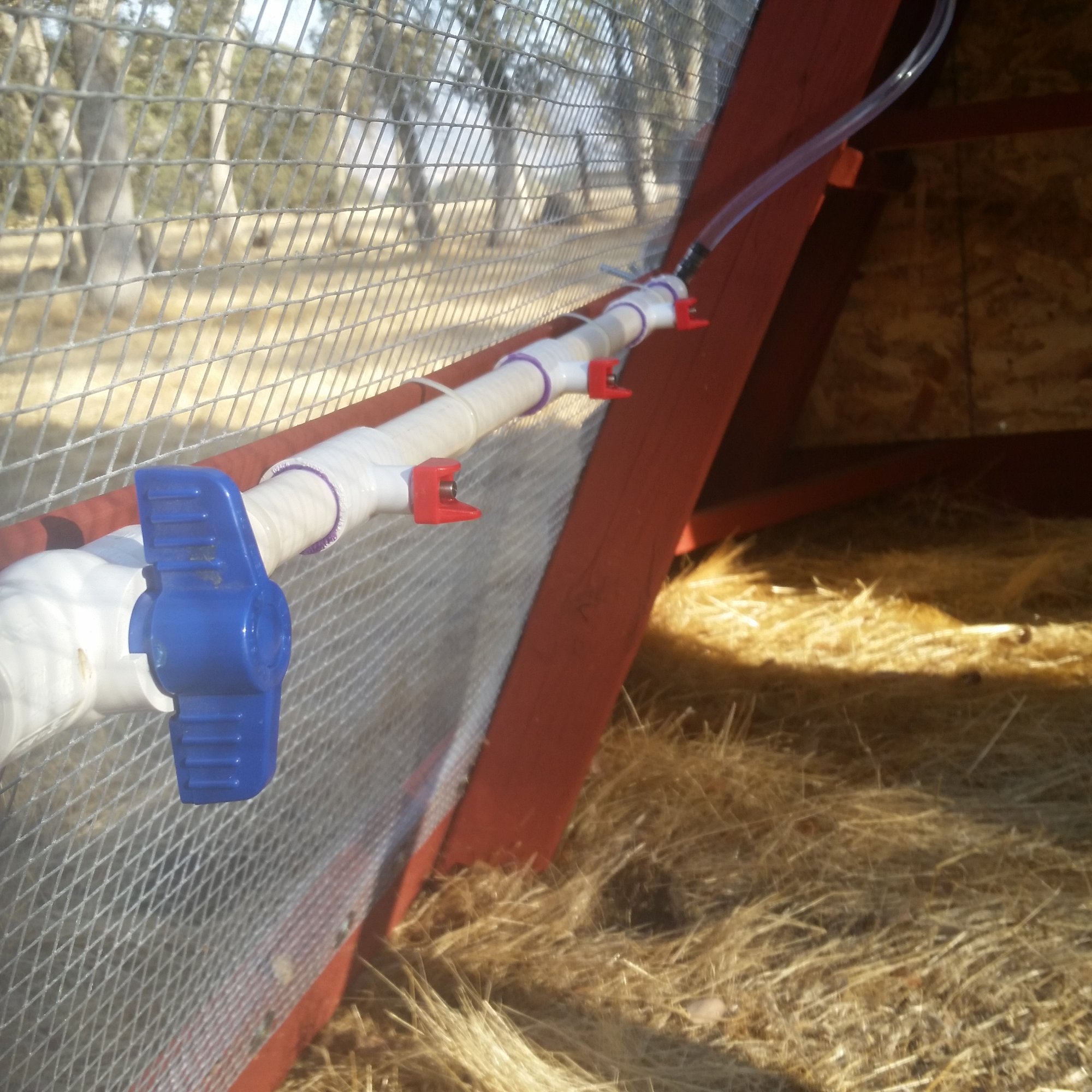 Ms Biddy's Horizontal Nipple Waterer BackYard Chickens Learn How to