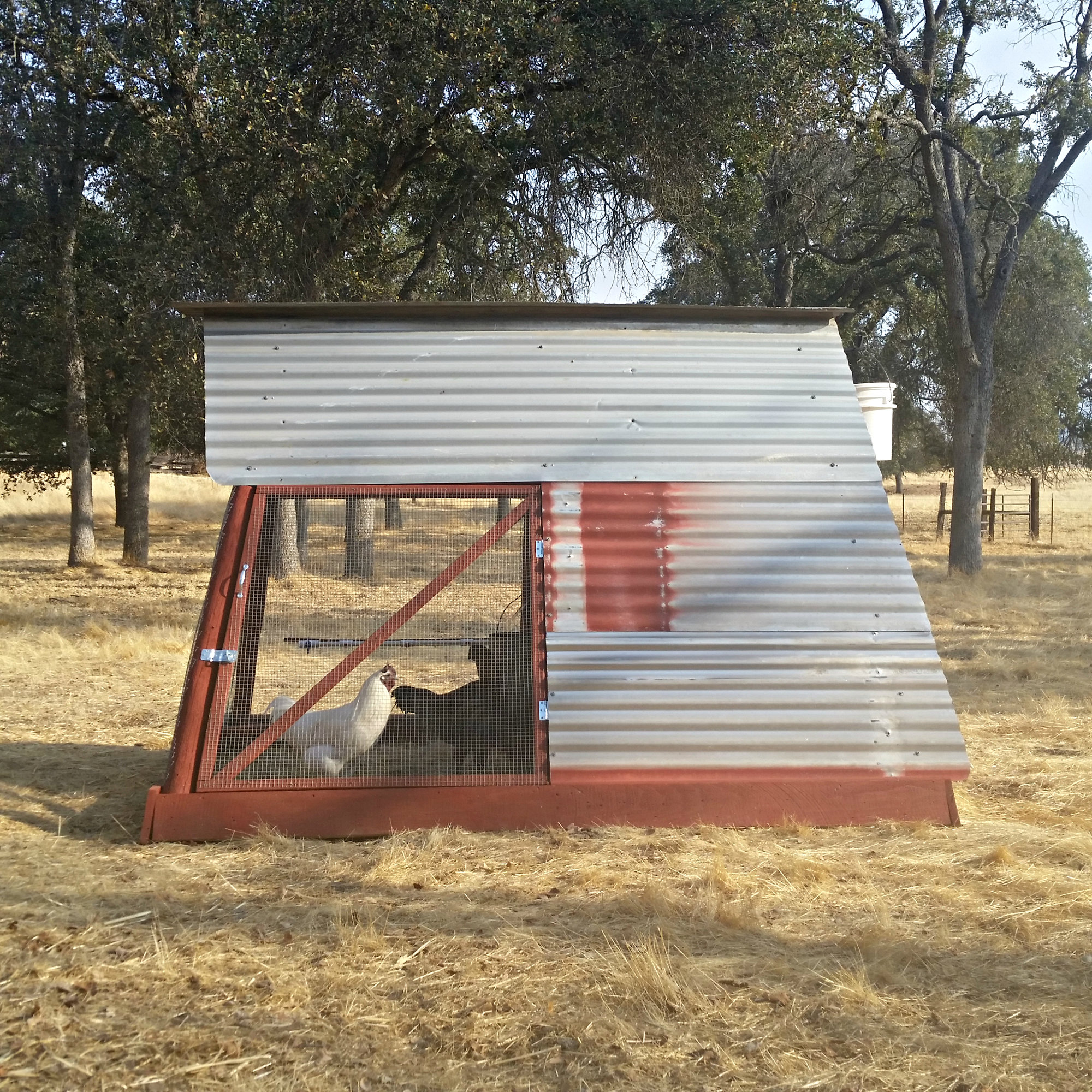 Ms Biddy's Upcycled Swingset Coop BackYard Chickens Learn How to