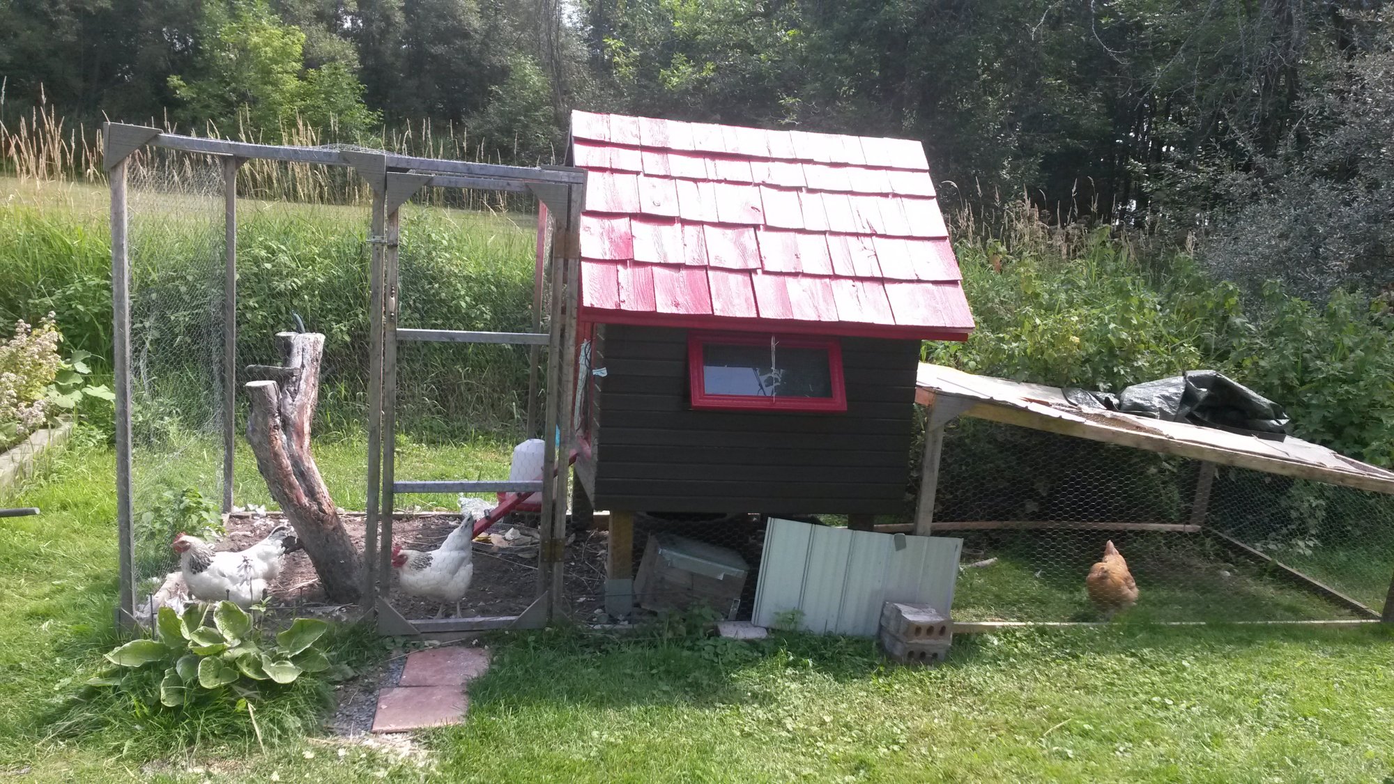 My 100 Canadian Coop! BackYard Chickens Learn How to Raise Chickens