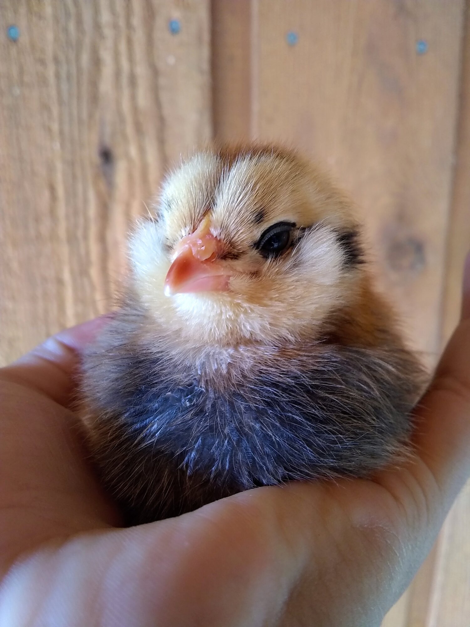 One of our little chicks.jpg