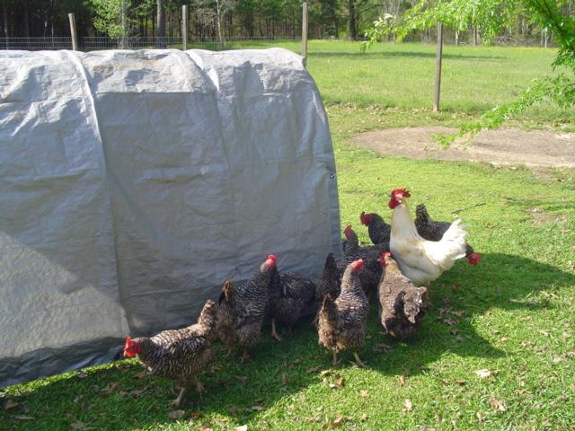 41543_chicken_tractor_5.jpg