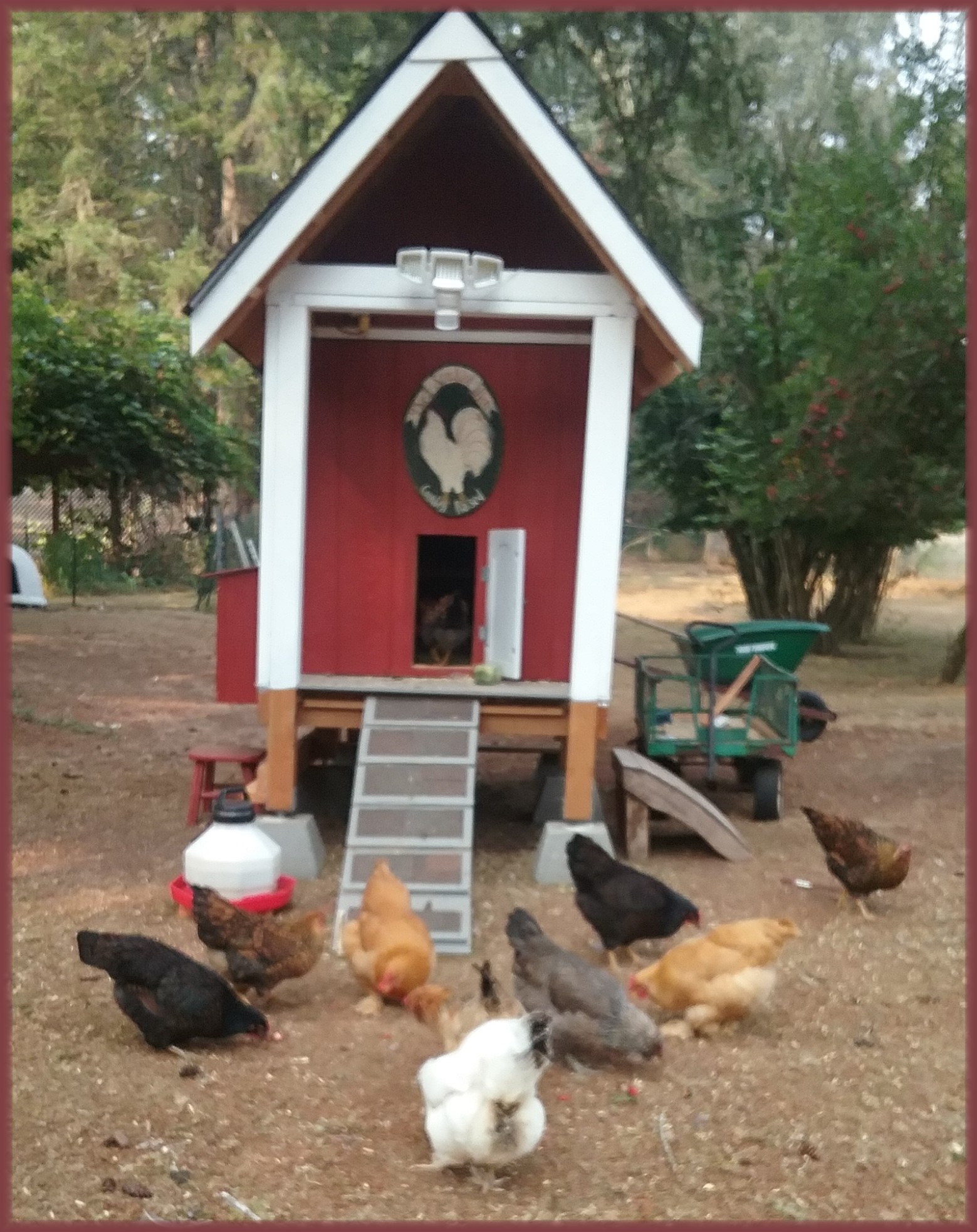 CHICKENS CHICKENS CHICKENS.jpg