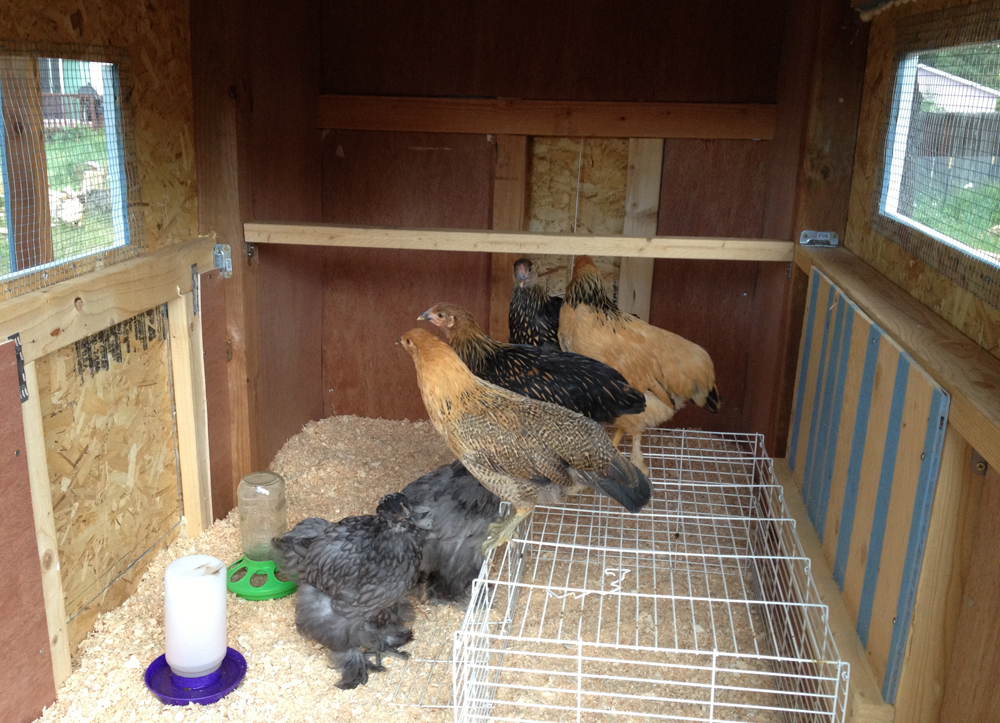 My egg shack BackYard Chickens Learn How to Raise Chickens