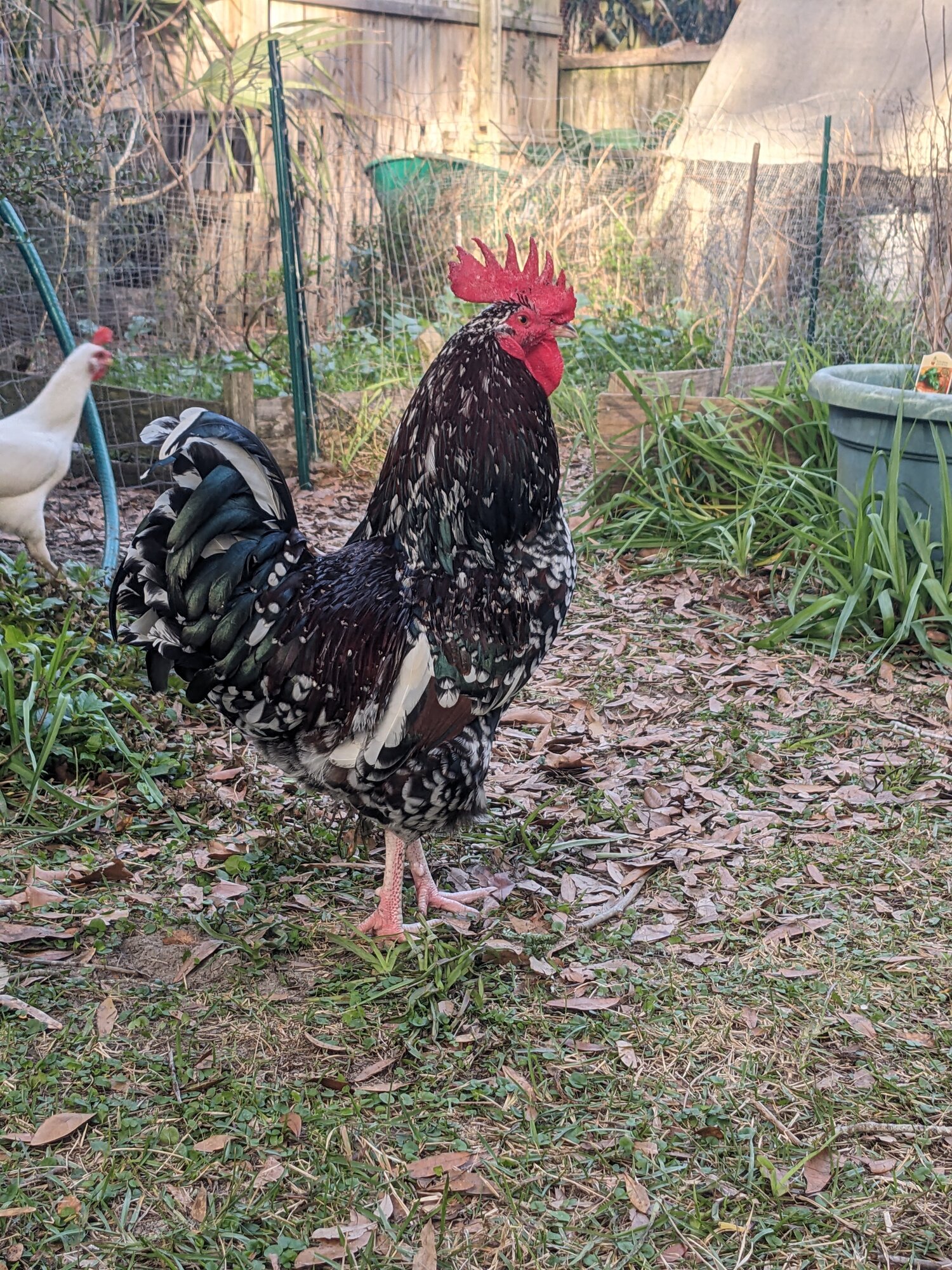 My experience using a nocrow collar BackYard Chickens Learn How to