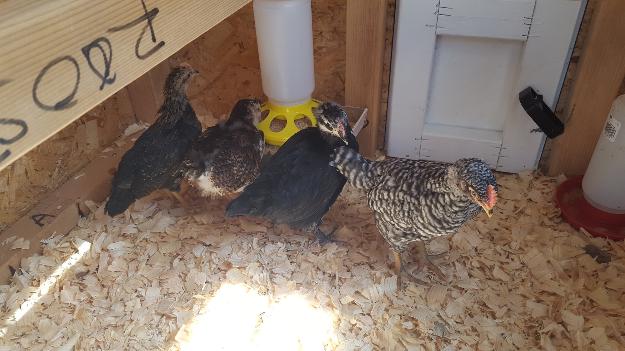 My flock BackYard Chickens Learn How to Raise Chickens