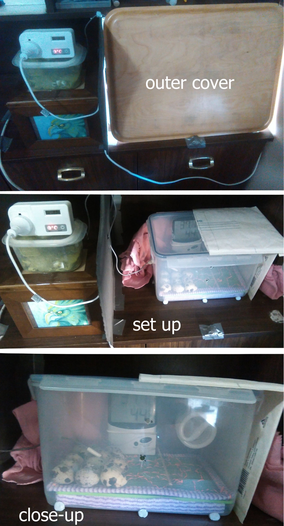 my home made incubator BackYard Chickens Learn How to Raise Chickens