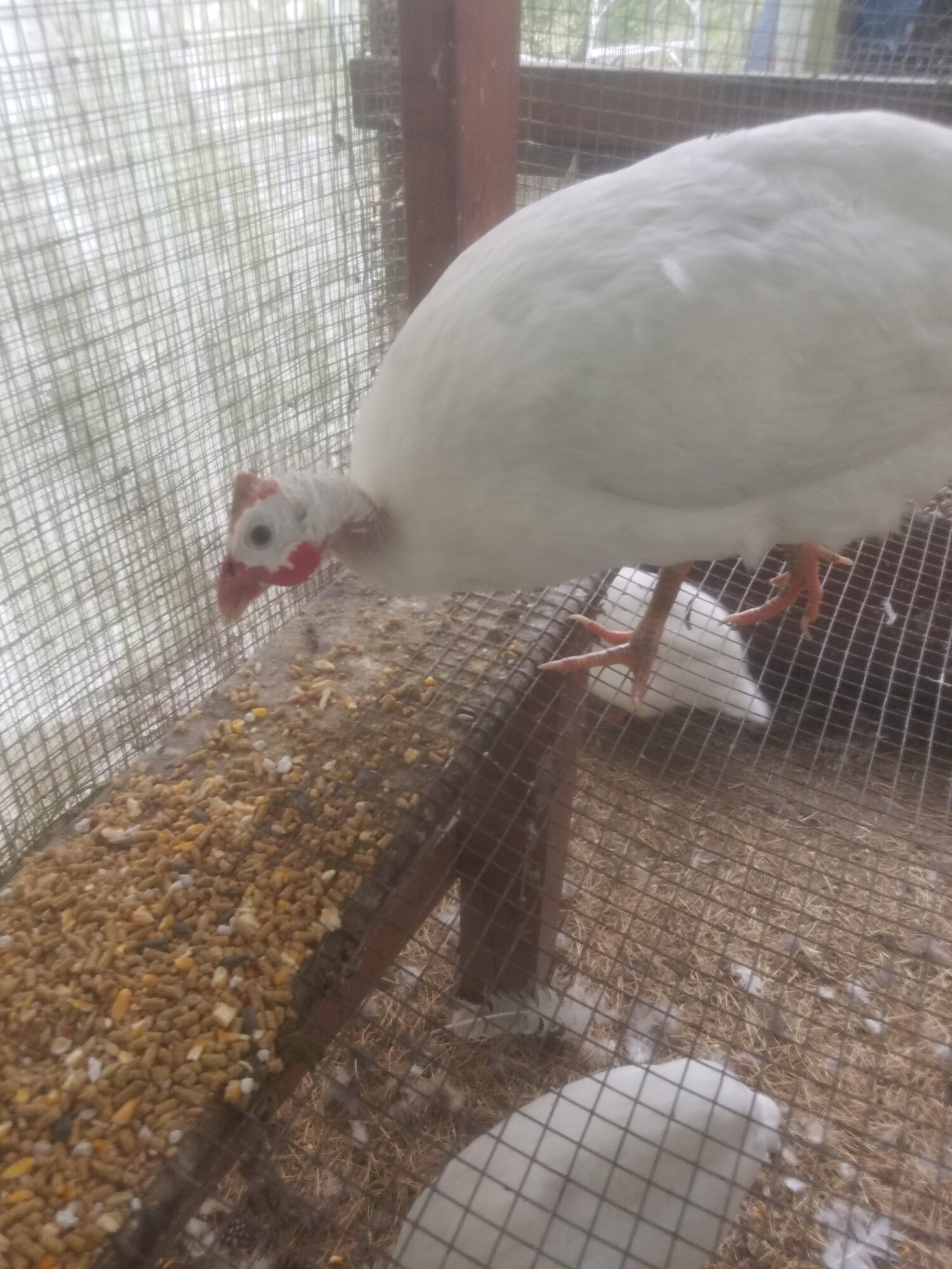 My Story of keeping Guinea Fowl. BackYard Chickens Learn How to Raise Chickens