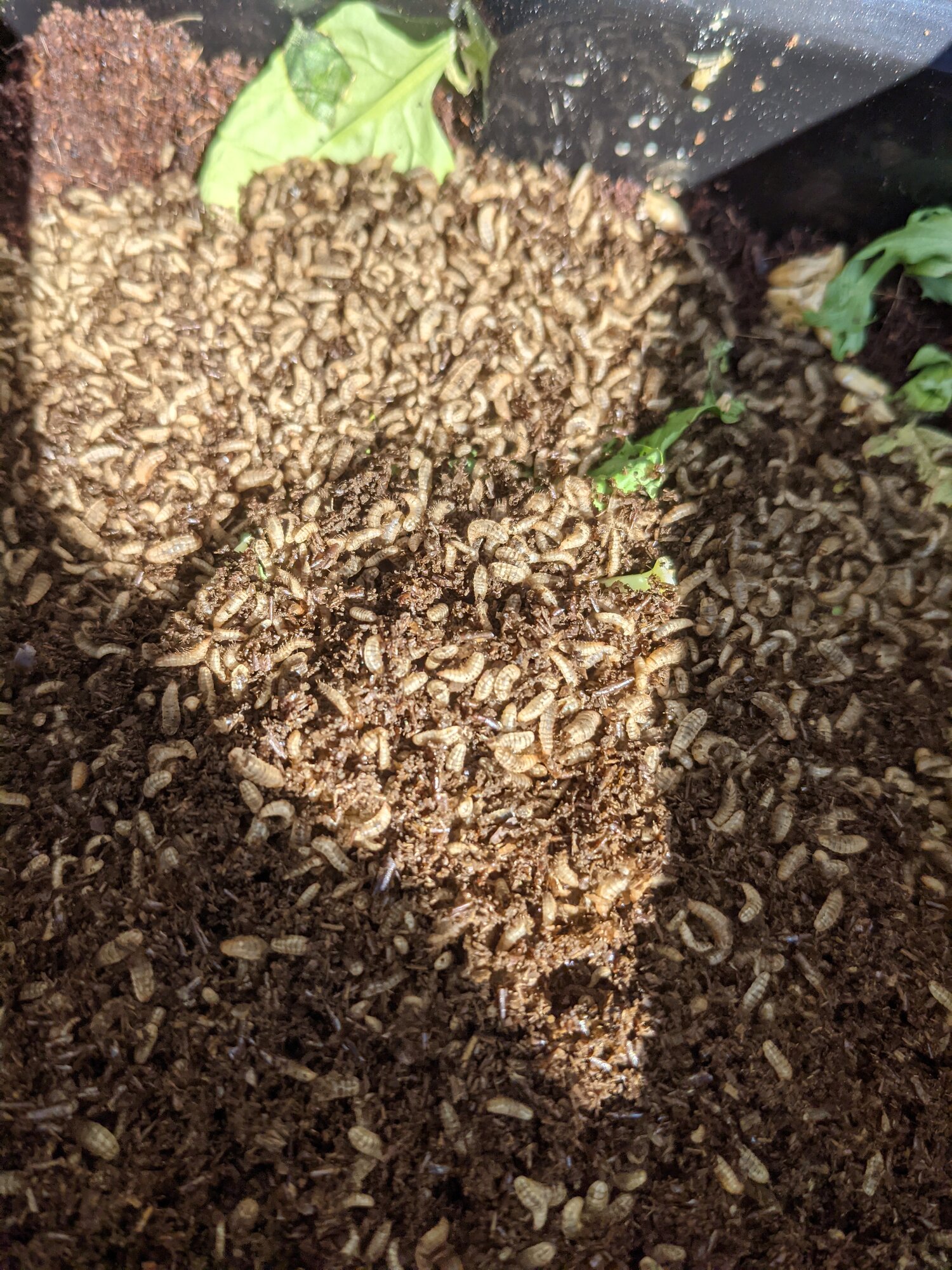 Nabiki's Black Soldier Fly Project BackYard Chickens Learn How to