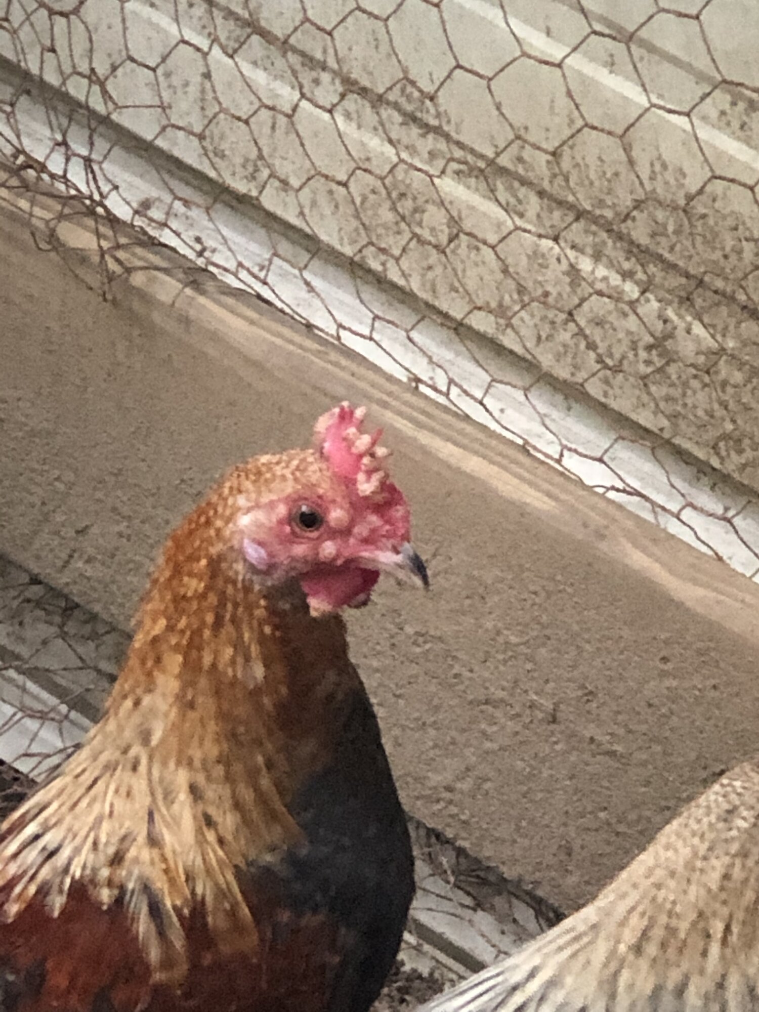 Need help getting rid of concerning bumps BackYard Chickens Learn How to Raise Chickens