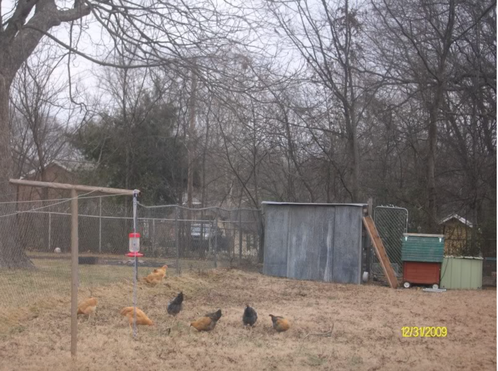 Open Air Design Coop BackYard Chickens Learn How to Raise Chickens