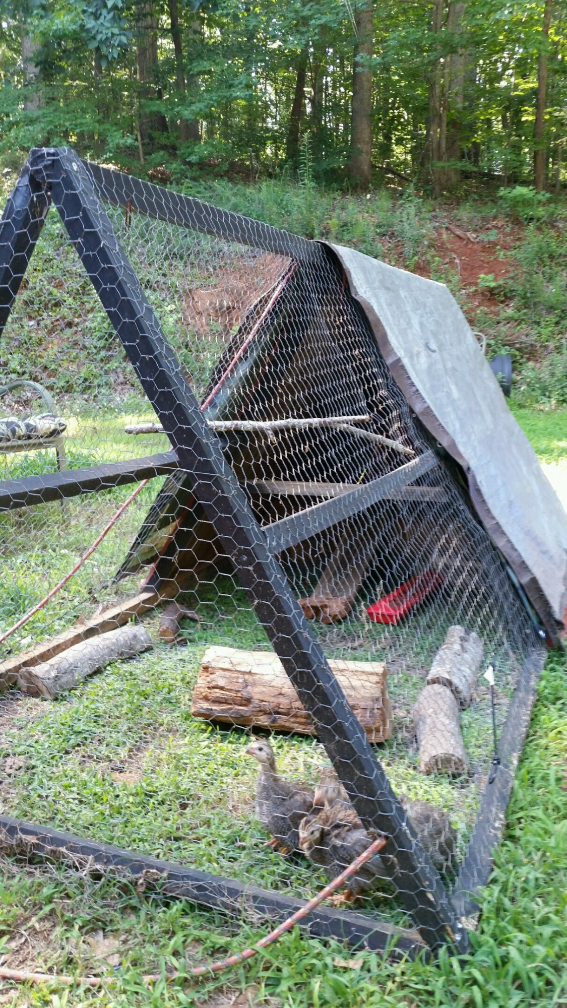 Our Guinea Coop Saga BackYard Chickens Learn How to Raise Chickens