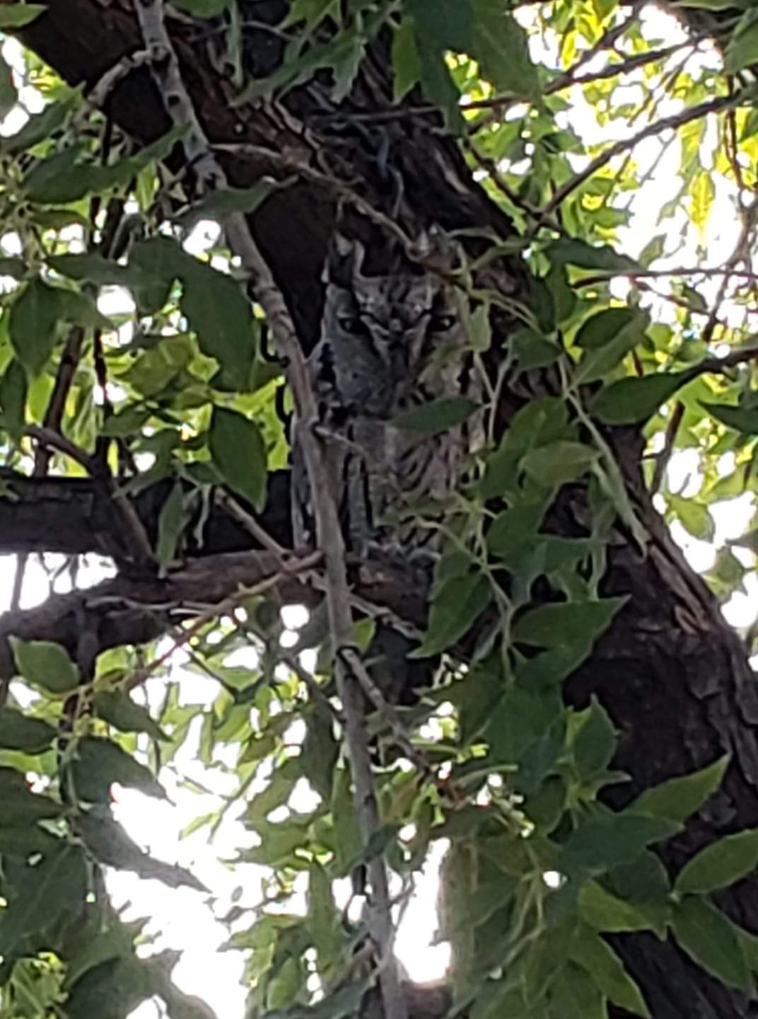 Owls 🦉 How to Deter BackYard Chickens Learn How to Raise Chickens