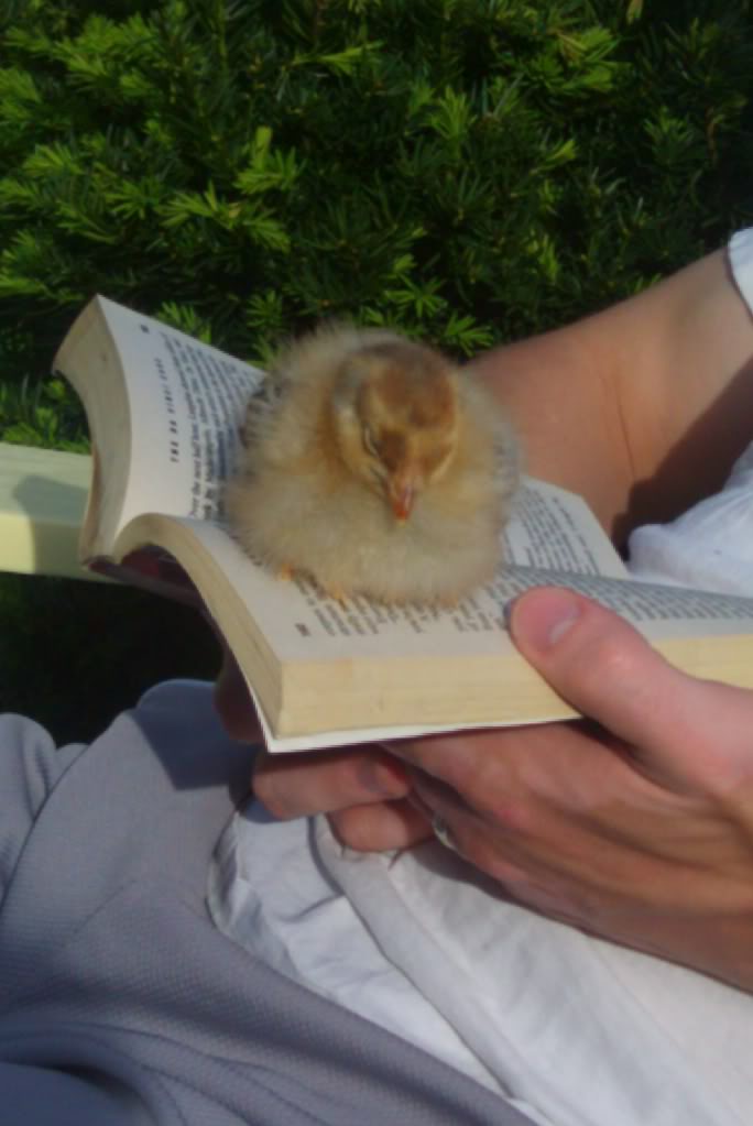 Parrotsnpulletss Page BackYard Chickens Learn How to Raise Chickens