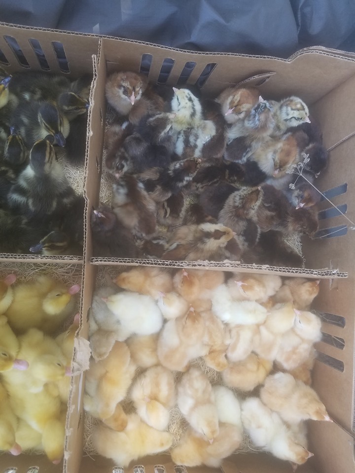 Picked Up My Chicks and Ducklings BackYard Chickens Learn How to