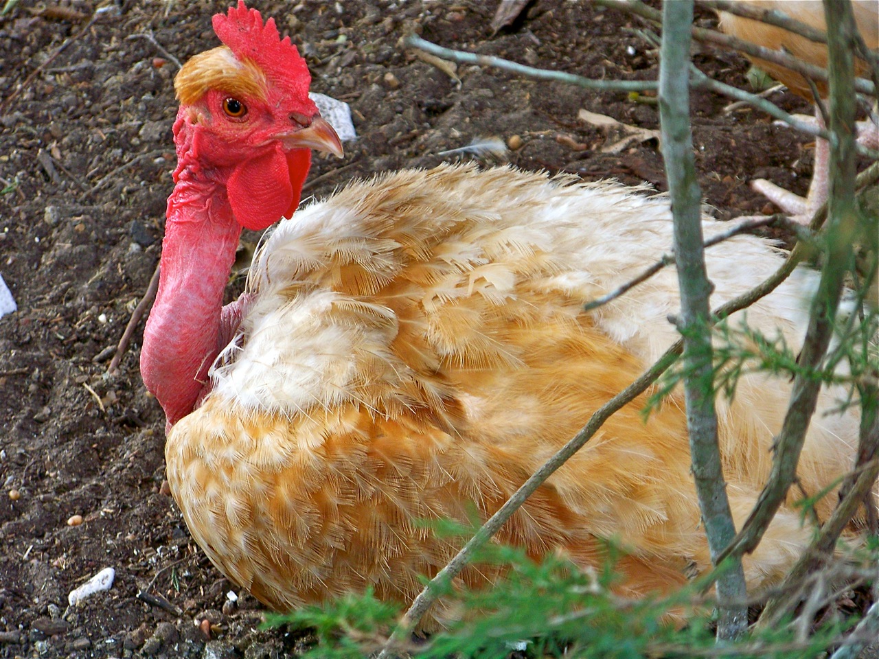 53 Best Photos Best Backyard Chicken Breed / The Top 18 Chicken Breeds For ...
