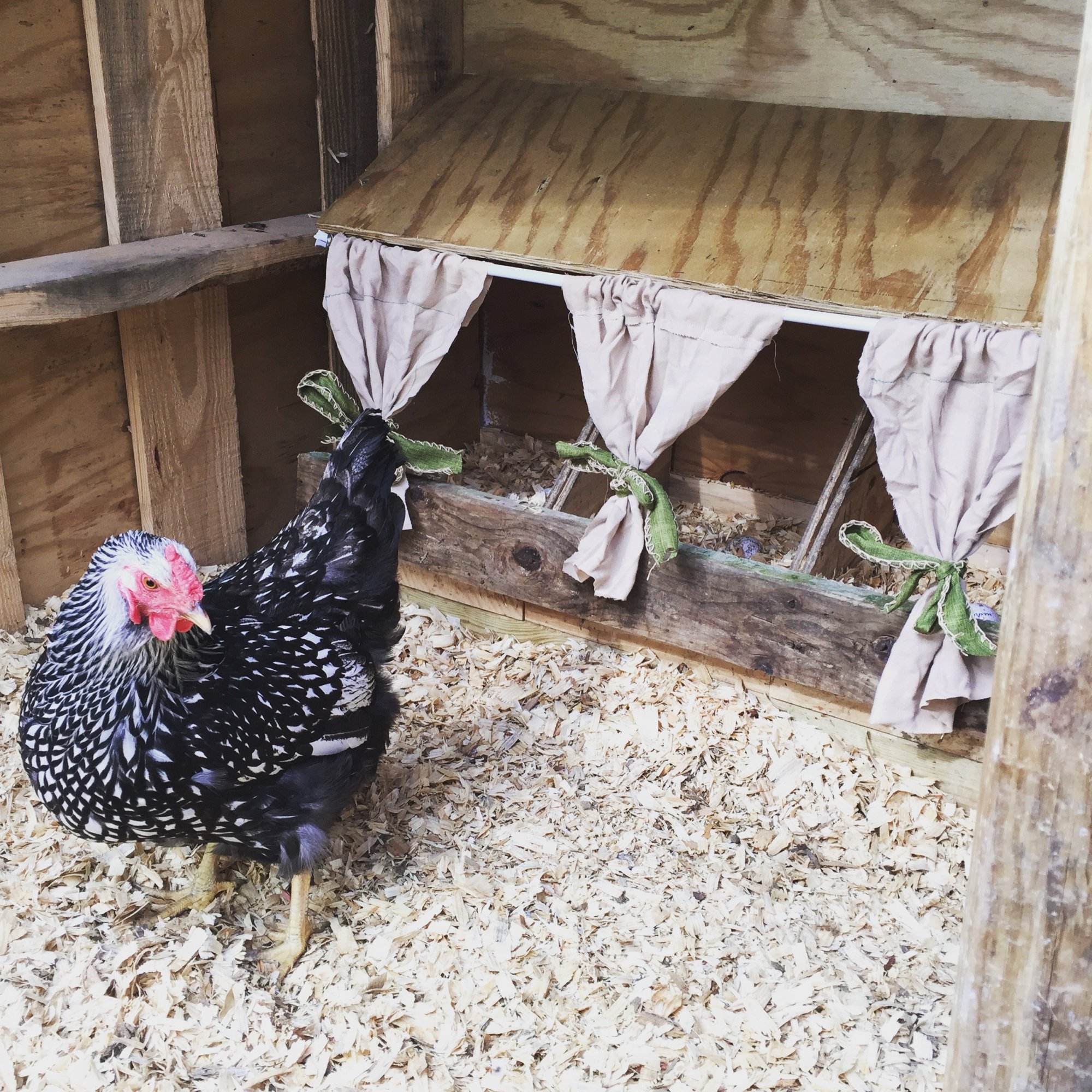 pictures-of-chicken-nesting-boxes-how-to-build-a-nest-box-backyard