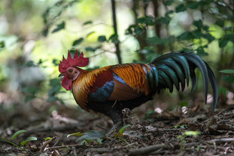 2. Jungle Fowl.png