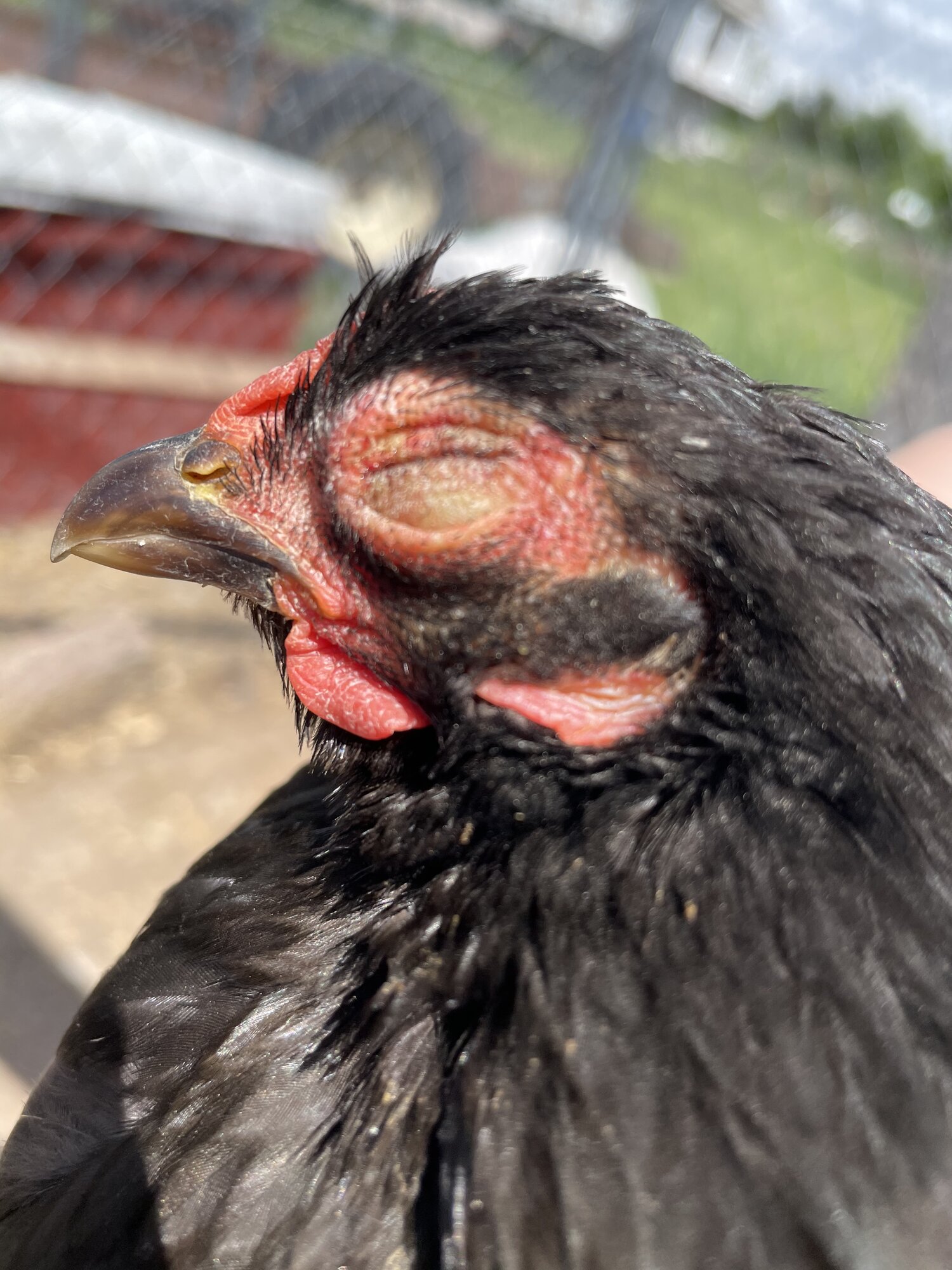 Prolonged bacterial infection BackYard Chickens Learn How to Raise