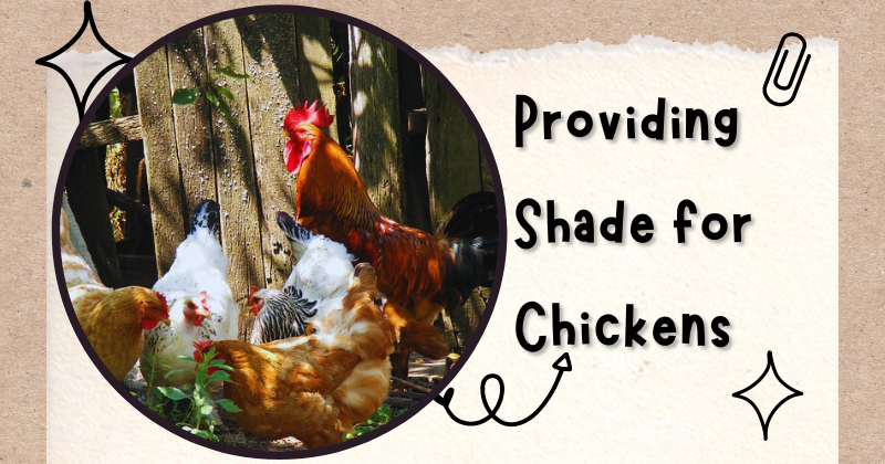Are Herbicides and Pesticides Safe for Chickens (3).png