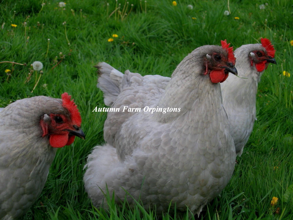 Pure English Lavender Orpington Backyard Chickens Learn How To Raise Chickens