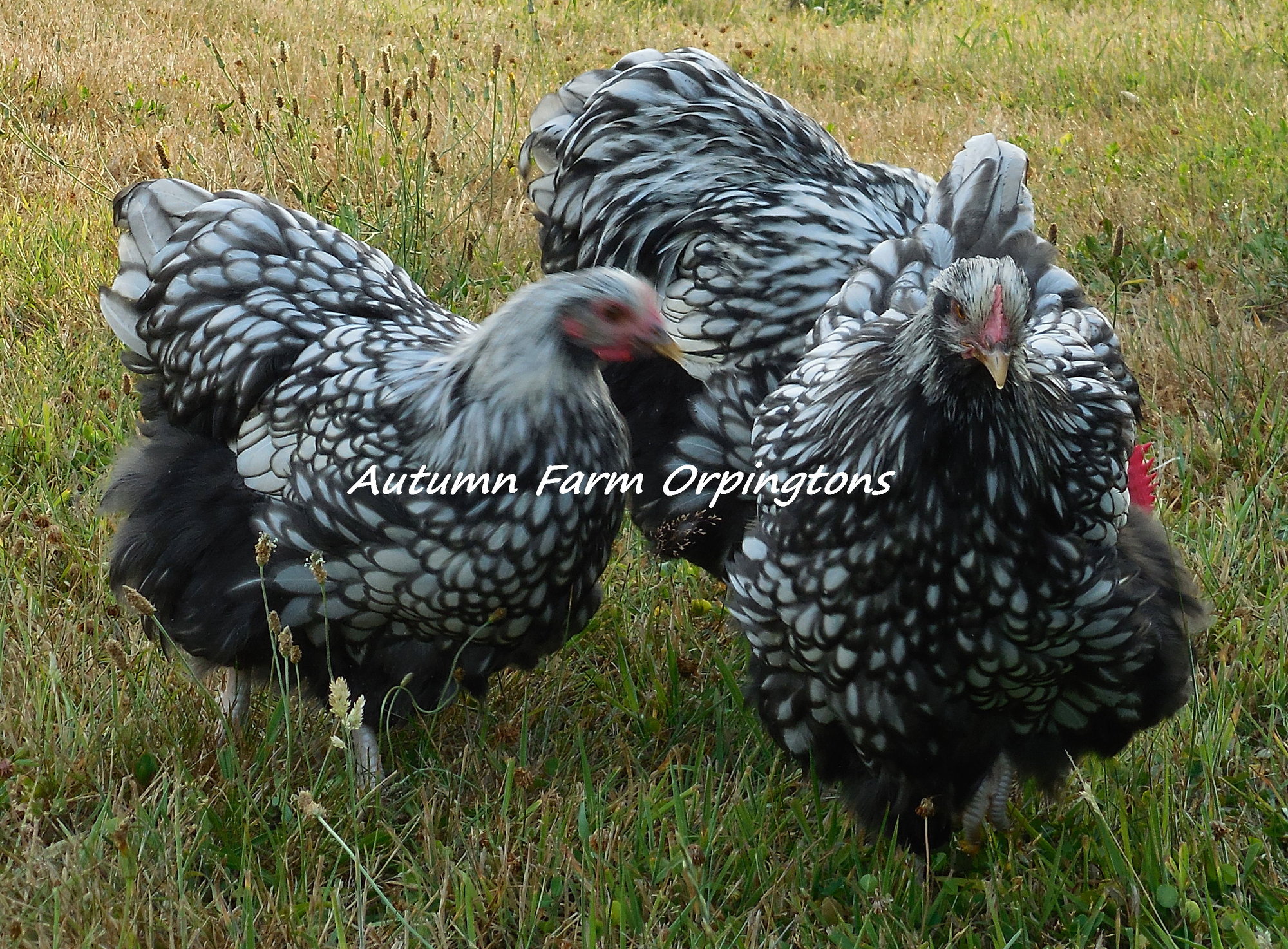 Pure English Orpingtons BackYard Chickens Learn How to Raise Chickens