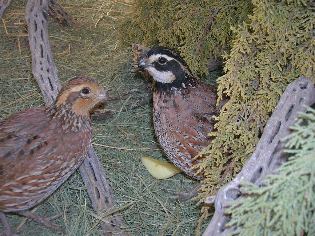 Quail Species And How To Pick The Right Bird For You Backyard Chickens Learn How To Raise Chickens