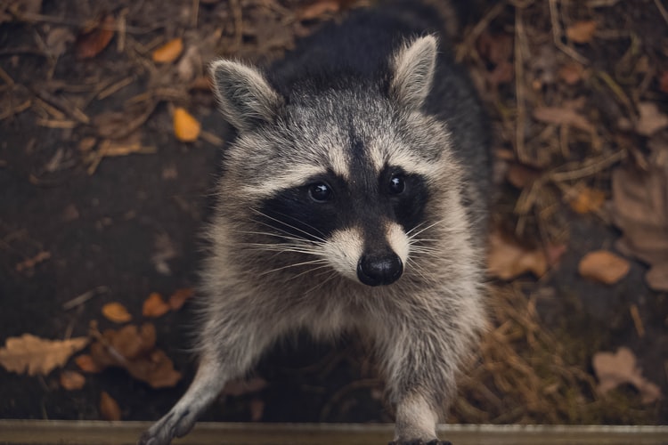 Raccoon Chicken Predators How To Protect Your Chickens From
