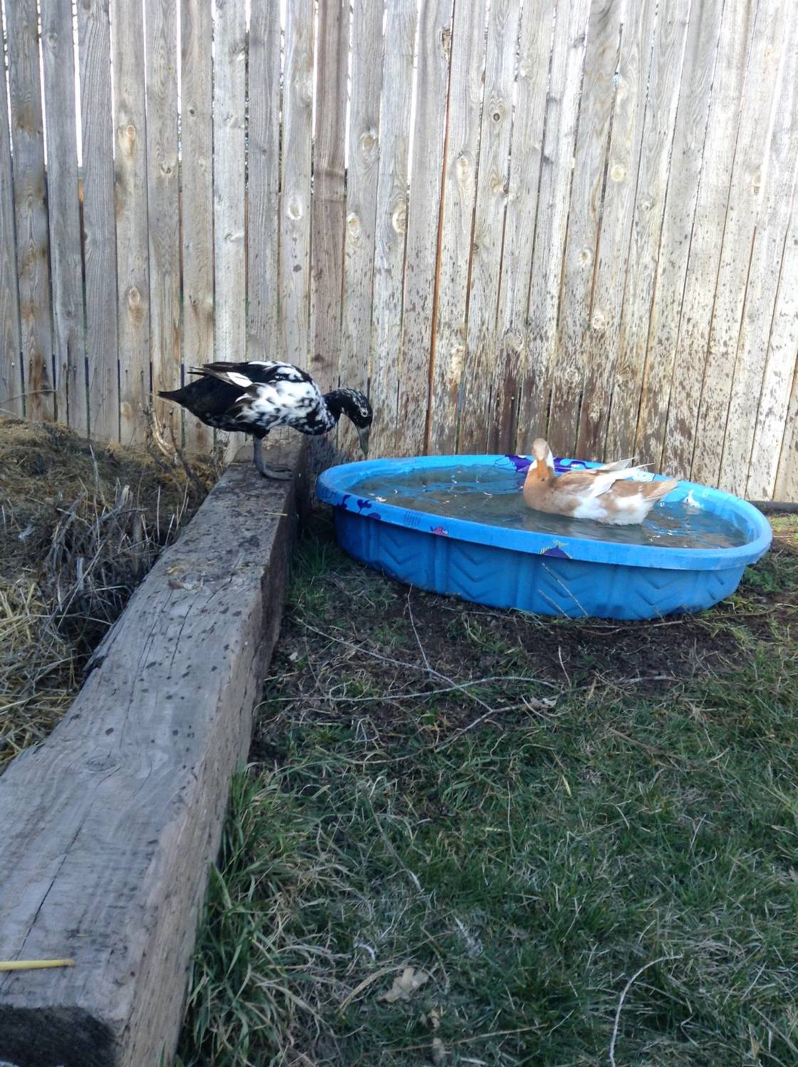 Raising Backyard Ducks: A "Fowl-proof" Guide | BackYard ...