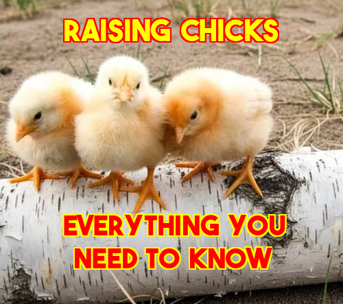 baby-chicks-cover-21026.jpg