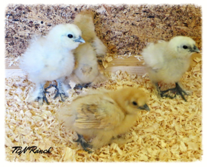 silkie-chicks-10-8-14.jpg