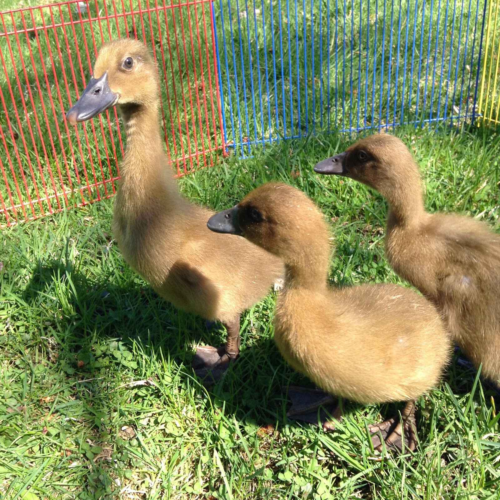 Raising Ducklings To Ducks | BackYard Chickens - Learn How ...