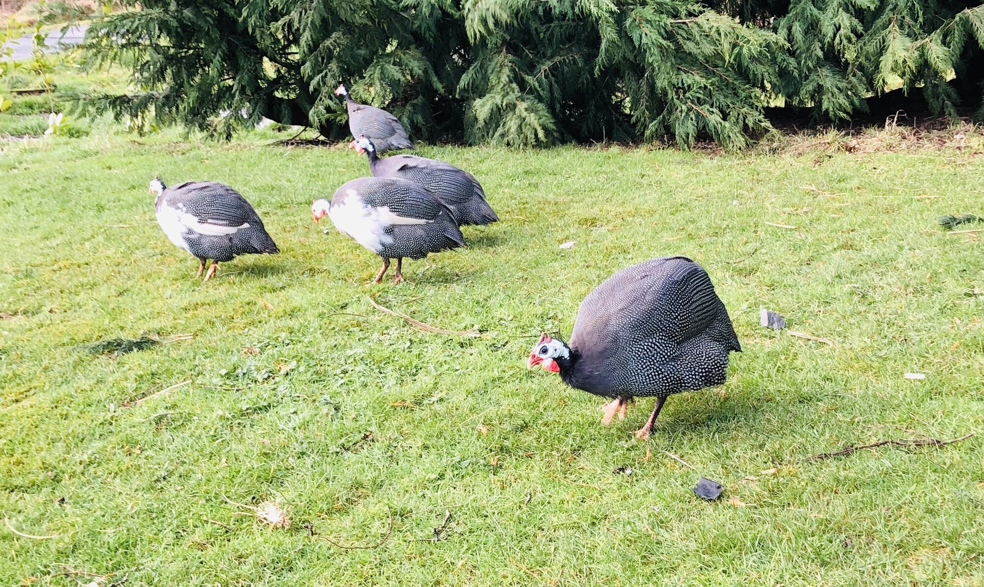 Guinea Fowl • Insteading