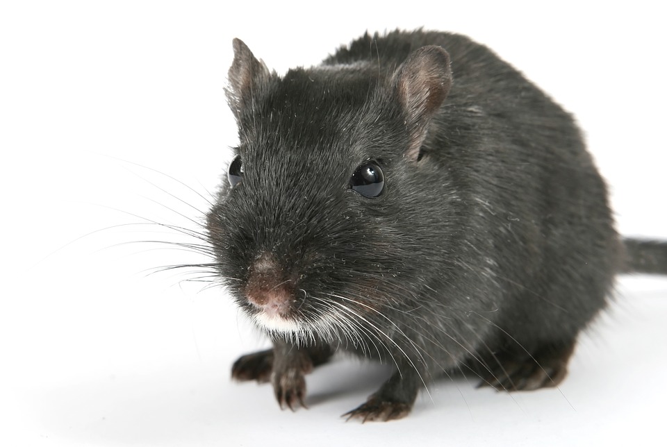 Rat Chicken Pests How To Protect Your Chickens From Rats BackYard
