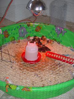 53095_homemade_cheep_brooder_4.jpg