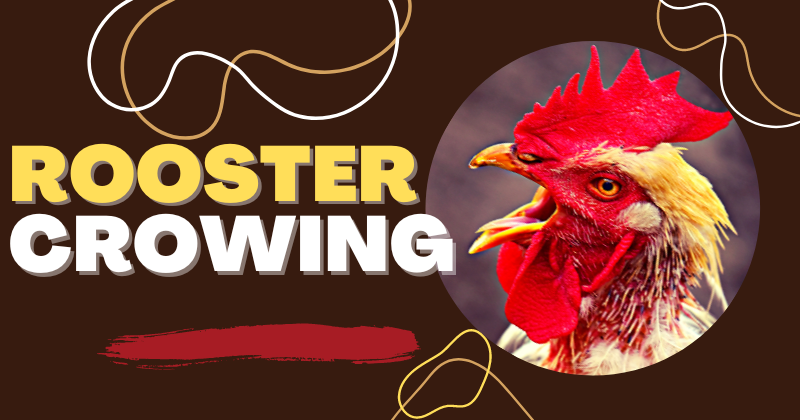 rooster crowing.png