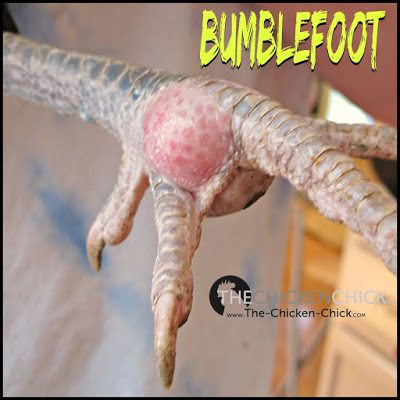 Bumblefoot picture lol.jpg