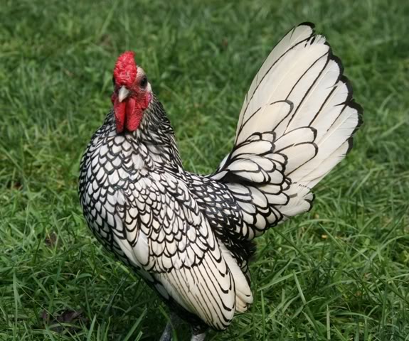 whiting bantam rooster set他 bantam-scaled.jpg