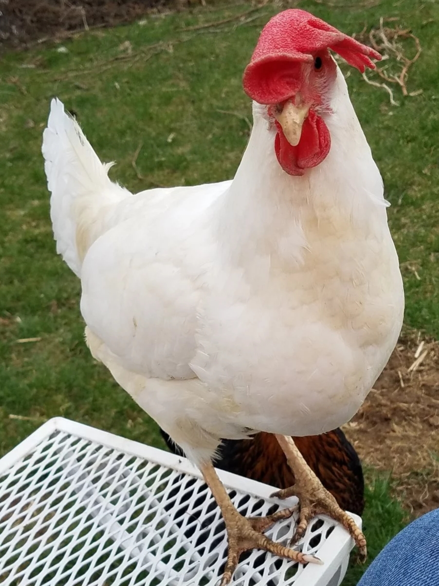 Singing The Song Of Their People The Egg Song Why Do Hens Sing Backyard Chickens Learn How To Raise Chickens