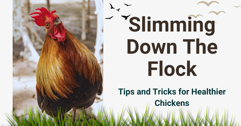 Slimming Down The Flock.png