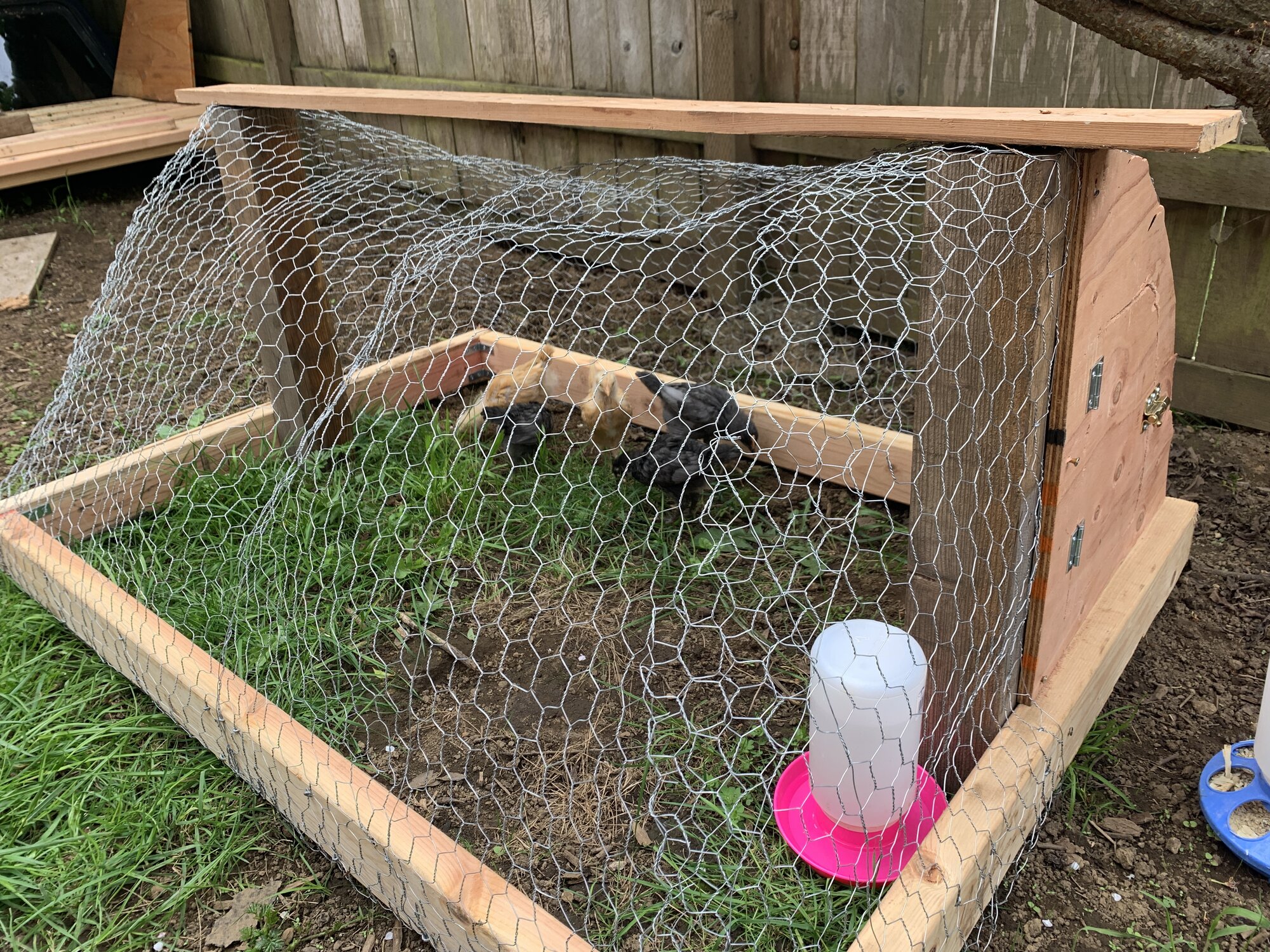 Small Run for Chicks BackYard Chickens Learn How to Raise Chickens
