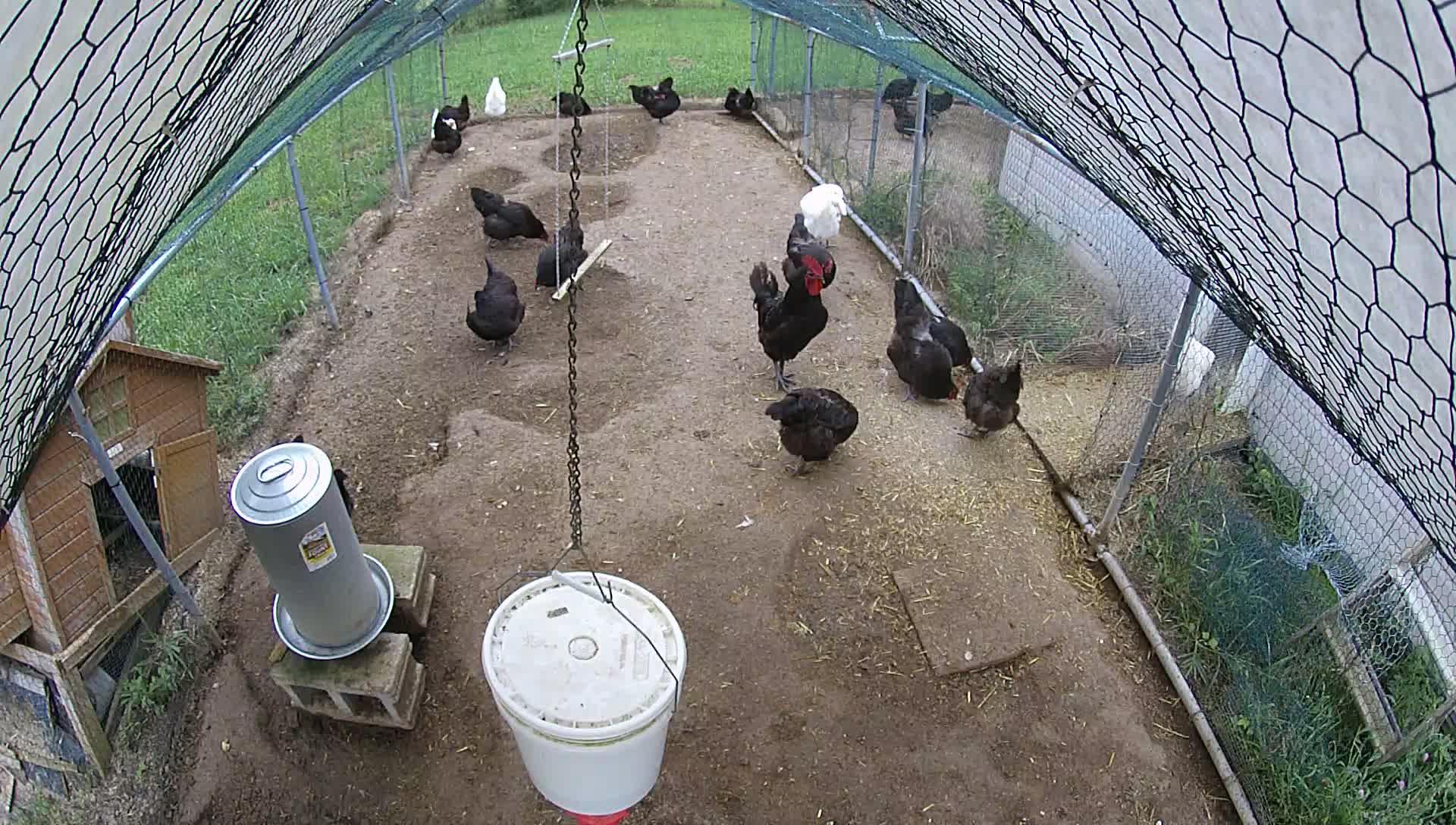 Stone Family Farm Coops BackYard Chickens Learn How to Raise Chickens