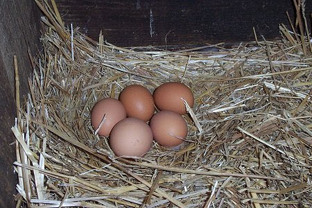 Eggs in straw.jpeg