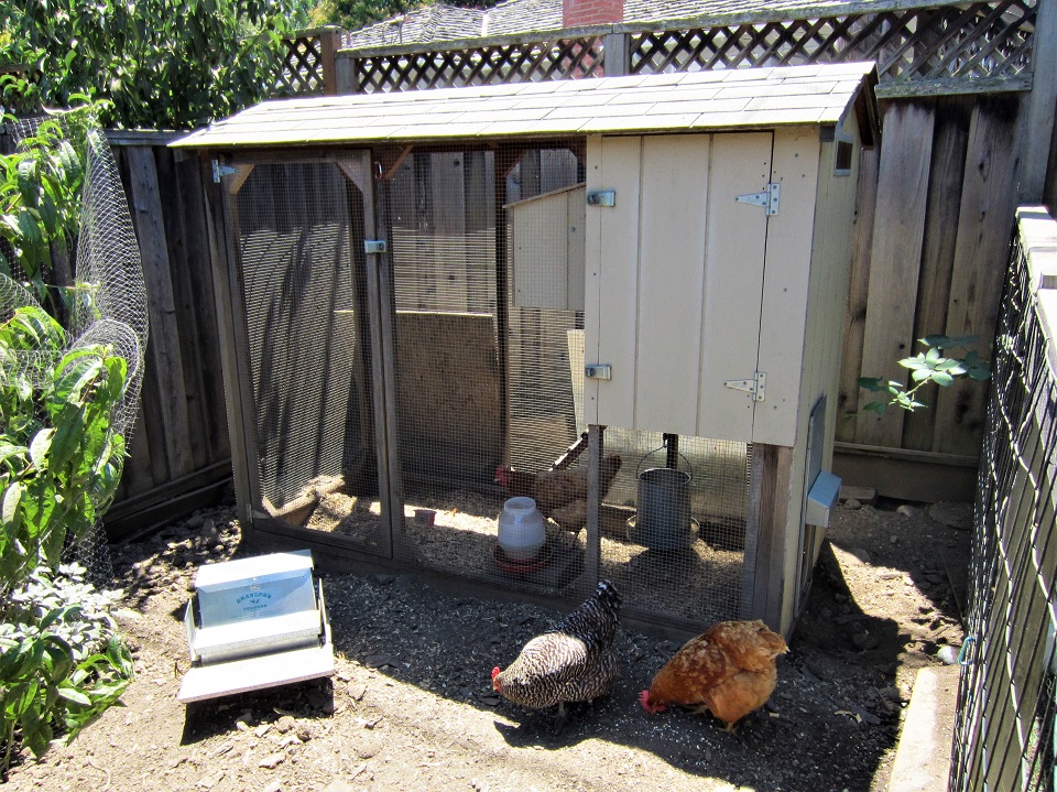 Suburban Backyard Coop BackYard Chickens Learn How to Raise Chickens