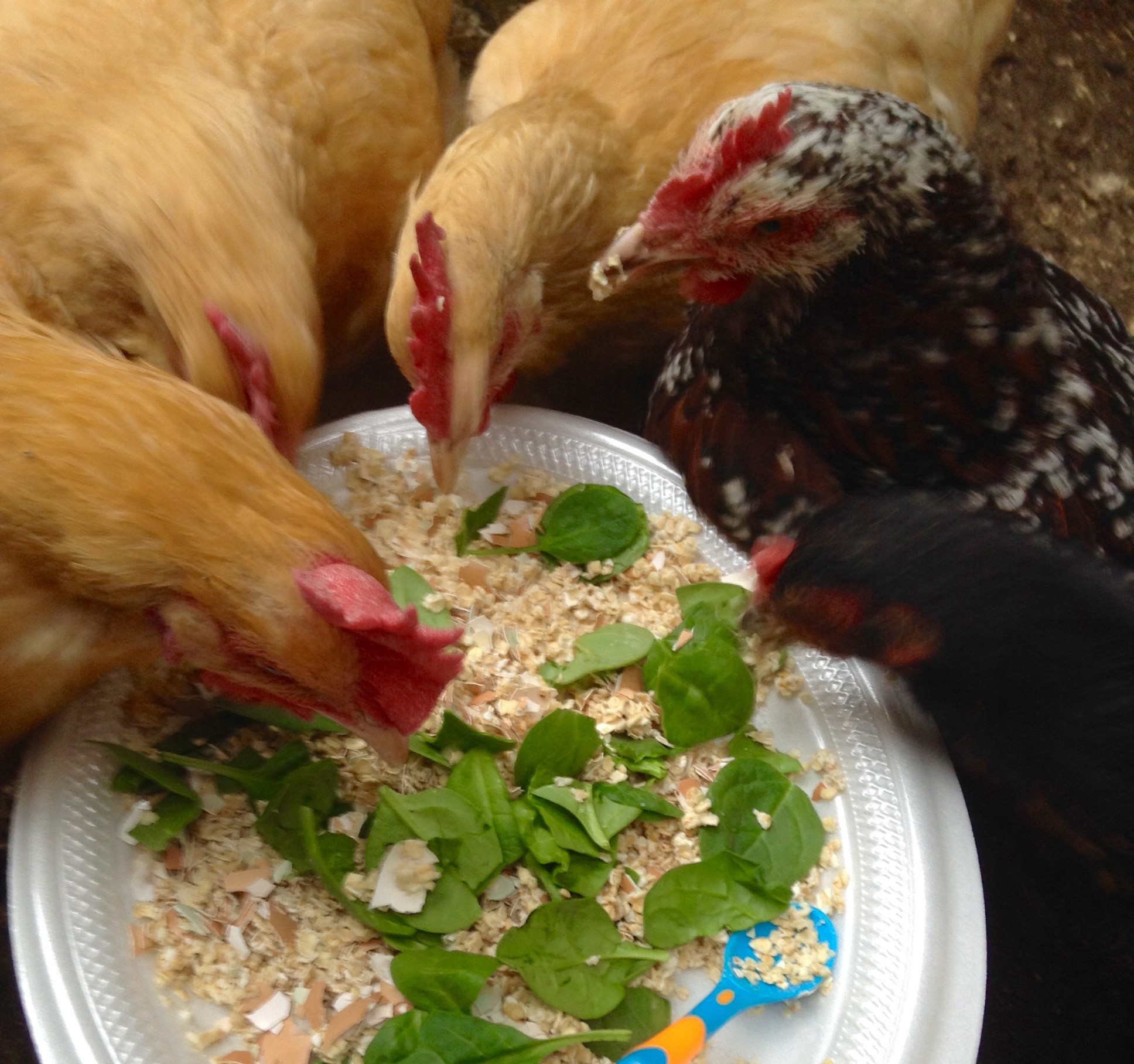 11 Awesome Reasons Why You Should Keep Chickens As Pets (Updated Dec. 2021)