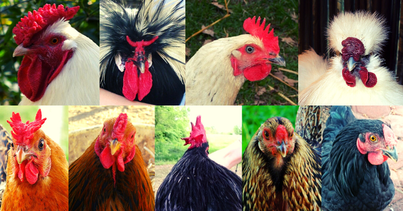 The 9 Comb Types BackYard Chickens Learn How to Raise Chickens